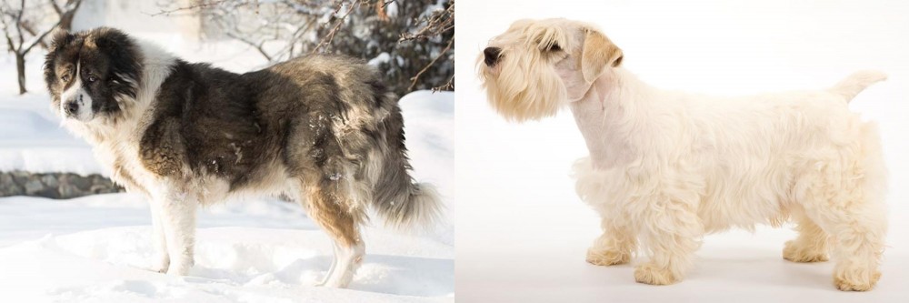 Sealyham Terrier vs Caucasian Shepherd - Breed Comparison