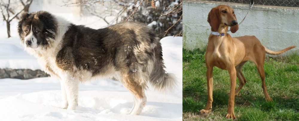 Segugio Italiano vs Caucasian Shepherd - Breed Comparison