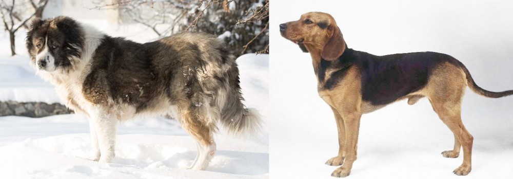 Serbian Hound vs Caucasian Shepherd - Breed Comparison