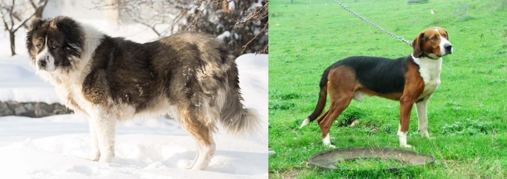 Serbian Tricolour Hound vs Caucasian Shepherd - Breed Comparison