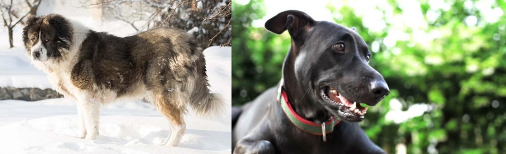 Shepard Labrador vs Caucasian Shepherd - Breed Comparison