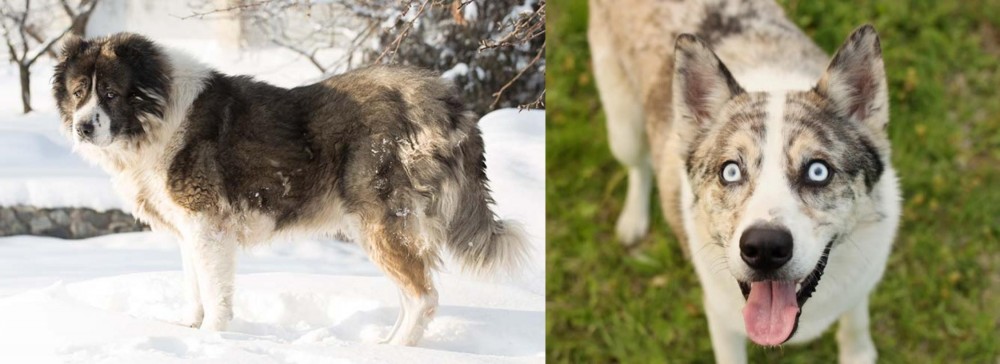 Shepherd Husky vs Caucasian Shepherd - Breed Comparison