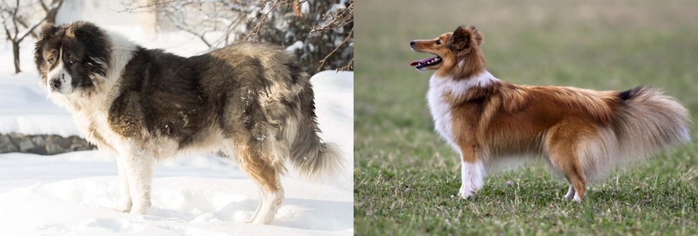 Shetland Sheepdog vs Caucasian Shepherd - Breed Comparison