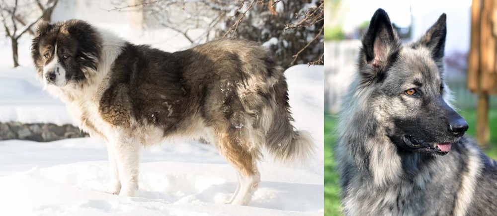 Shiloh Shepherd vs Caucasian Shepherd - Breed Comparison