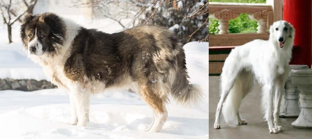Silken Windhound vs Caucasian Shepherd - Breed Comparison