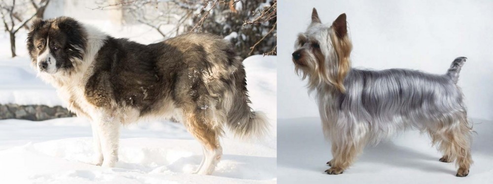 Silky Terrier vs Caucasian Shepherd - Breed Comparison