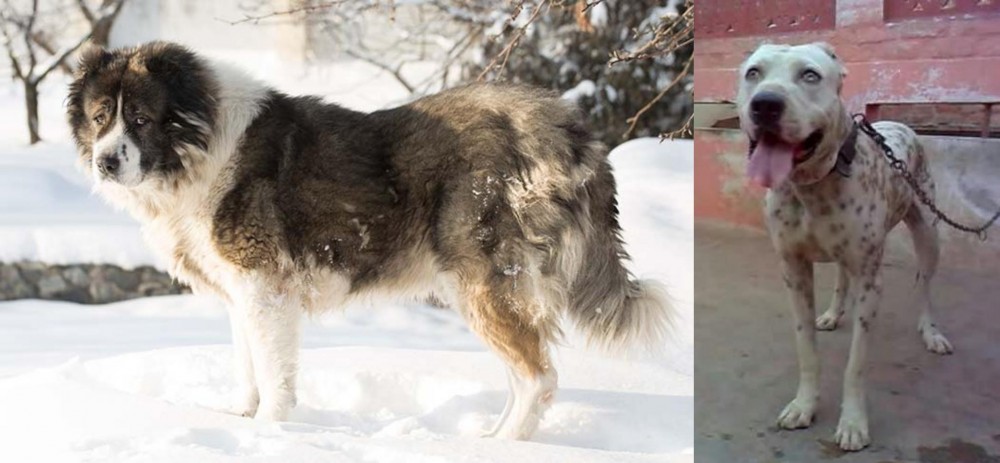 Sindh Mastiff vs Caucasian Shepherd - Breed Comparison