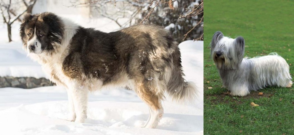 Skye Terrier vs Caucasian Shepherd - Breed Comparison