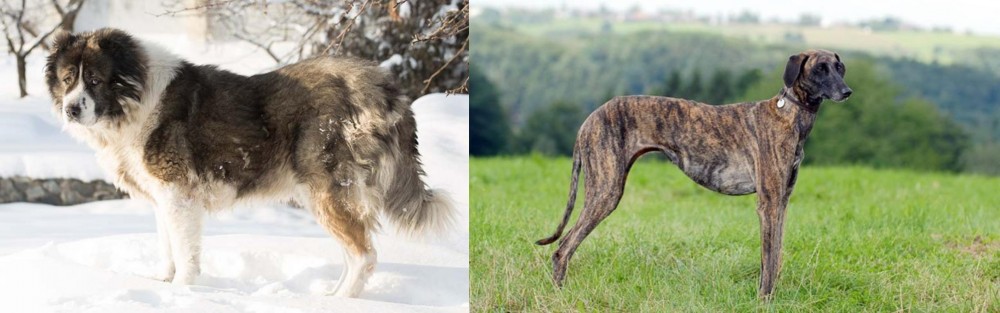 Sloughi vs Caucasian Shepherd - Breed Comparison