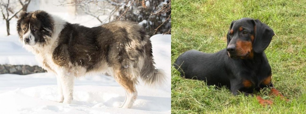 Slovakian Hound vs Caucasian Shepherd - Breed Comparison