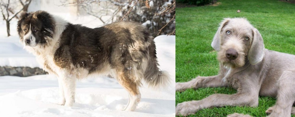 Slovakian Rough Haired Pointer vs Caucasian Shepherd - Breed Comparison