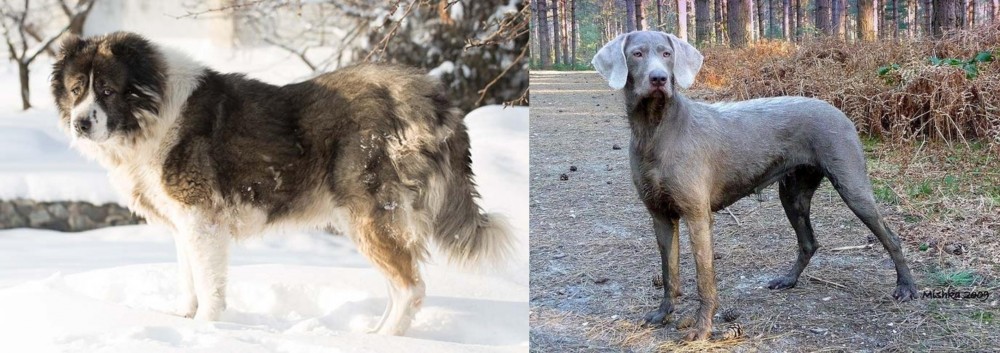 Slovensky Hrubosrsty Stavac vs Caucasian Shepherd - Breed Comparison