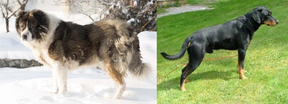 Smalandsstovare vs Caucasian Shepherd - Breed Comparison