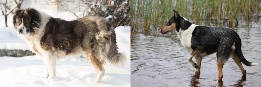 Smooth Collie vs Caucasian Shepherd - Breed Comparison