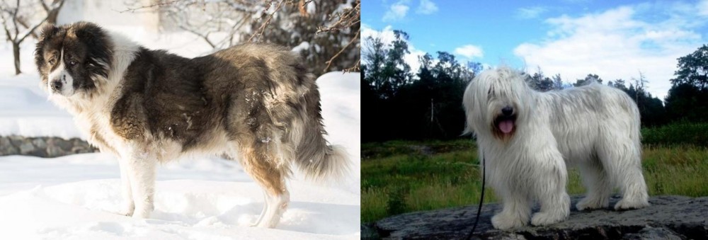 South Russian Ovcharka vs Caucasian Shepherd - Breed Comparison