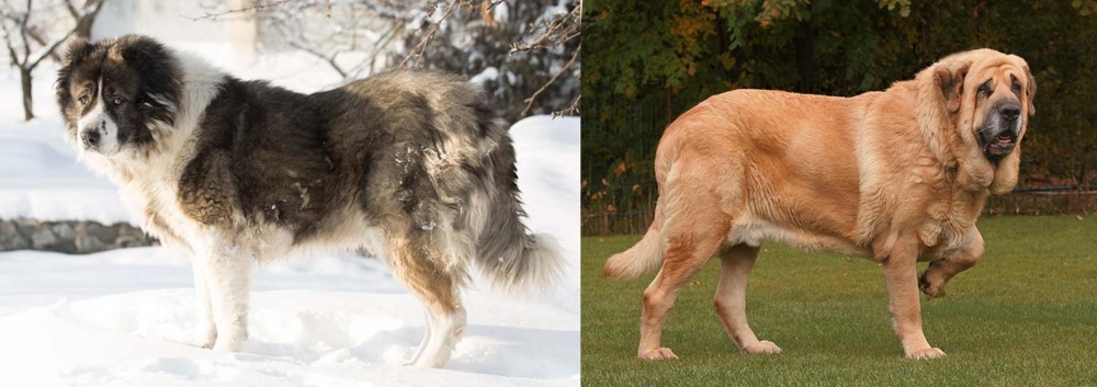Spanish Mastiff vs Caucasian Shepherd - Breed Comparison