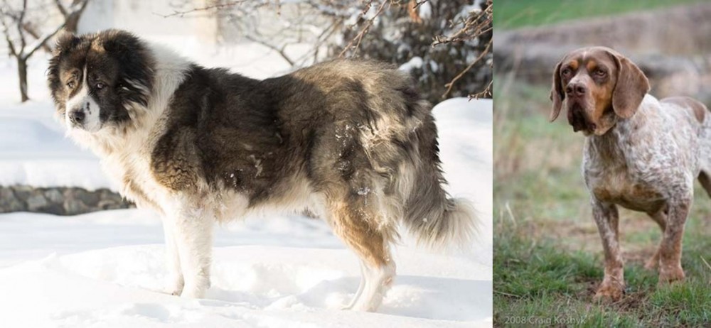 Spanish Pointer vs Caucasian Shepherd - Breed Comparison