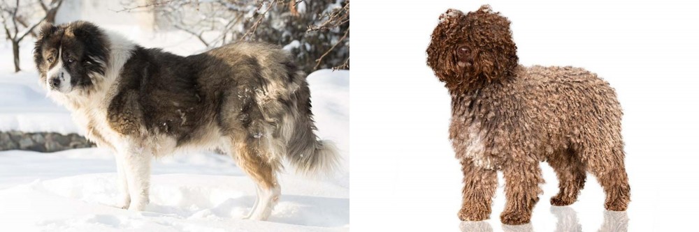Spanish Water Dog vs Caucasian Shepherd - Breed Comparison