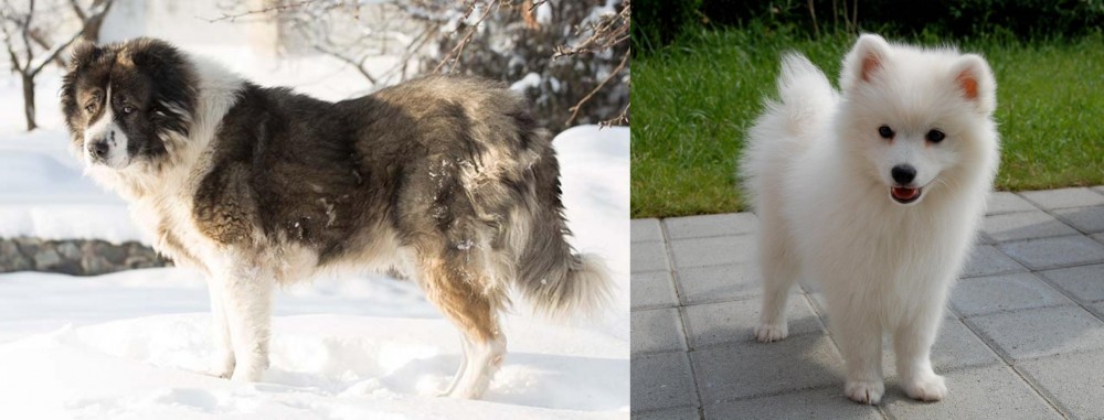 Spitz vs Caucasian Shepherd - Breed Comparison