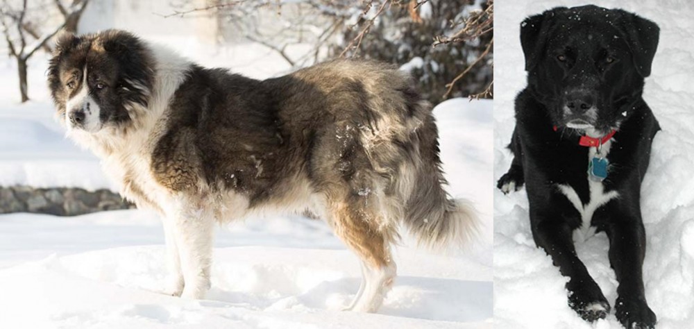 St. John's Water Dog vs Caucasian Shepherd - Breed Comparison
