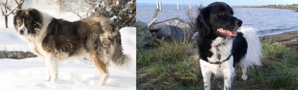 Stabyhoun vs Caucasian Shepherd - Breed Comparison