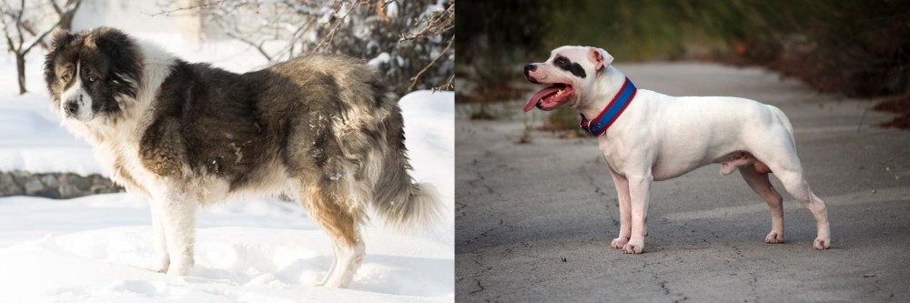 Staffordshire Bull Terrier vs Caucasian Shepherd - Breed Comparison