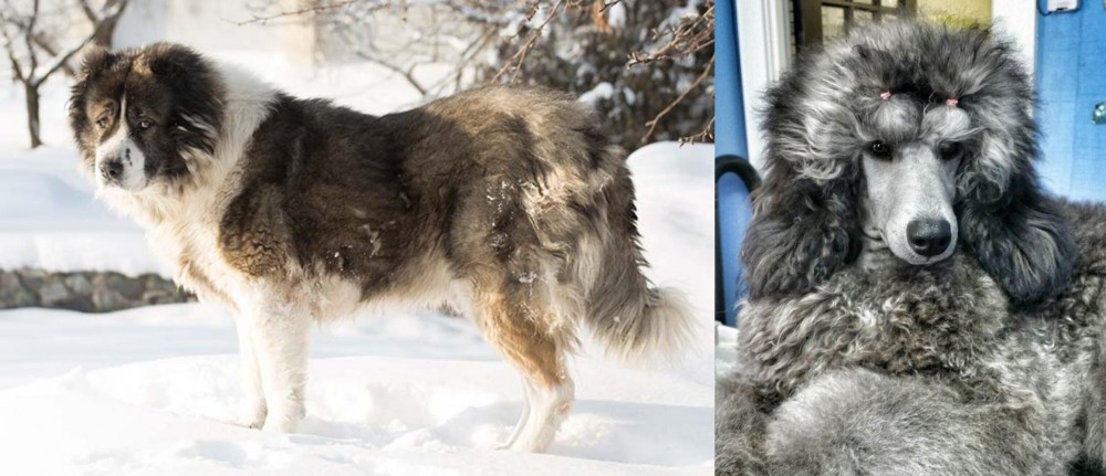 Standard Poodle vs Caucasian Shepherd - Breed Comparison