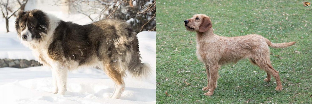 Styrian Coarse Haired Hound vs Caucasian Shepherd - Breed Comparison