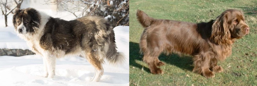 Sussex Spaniel vs Caucasian Shepherd - Breed Comparison