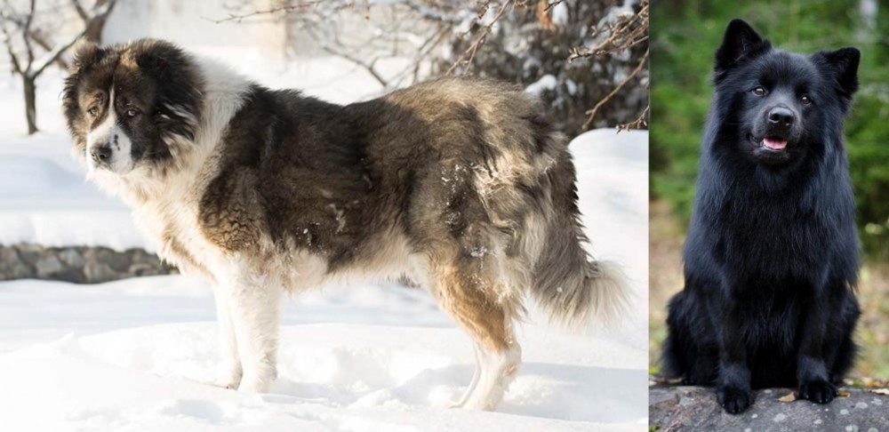 Swedish Lapphund vs Caucasian Shepherd - Breed Comparison