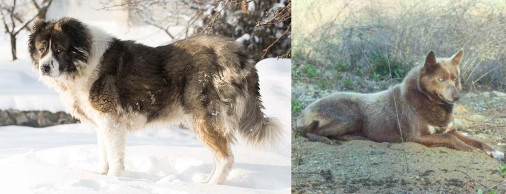 Tahltan Bear Dog vs Caucasian Shepherd - Breed Comparison