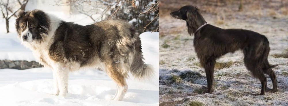 Taigan vs Caucasian Shepherd - Breed Comparison