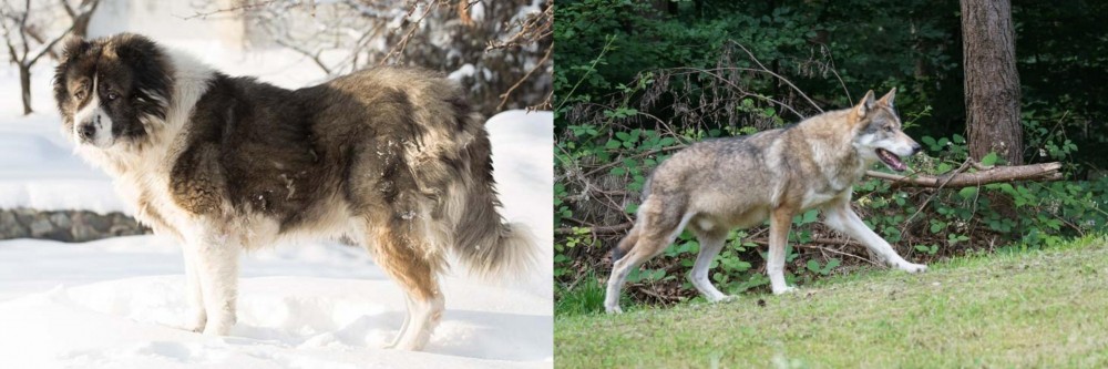 Tamaskan vs Caucasian Shepherd - Breed Comparison