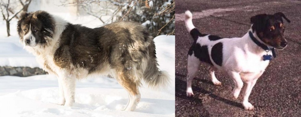 Teddy Roosevelt Terrier vs Caucasian Shepherd - Breed Comparison