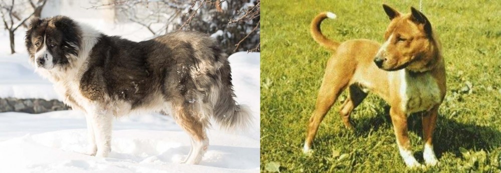 Telomian vs Caucasian Shepherd - Breed Comparison