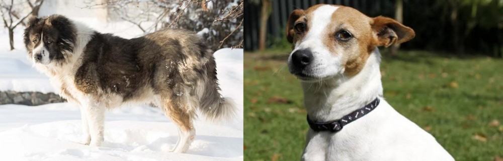 Tenterfield Terrier vs Caucasian Shepherd - Breed Comparison