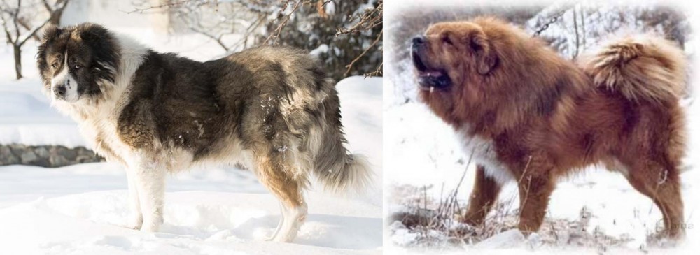Tibetan Kyi Apso vs Caucasian Shepherd - Breed Comparison
