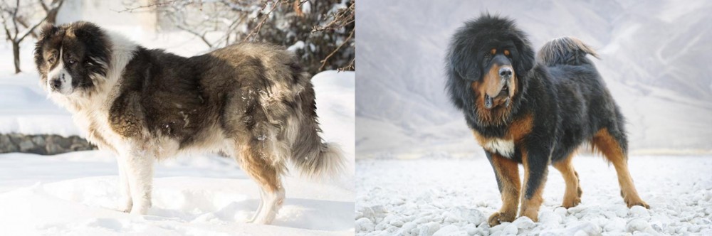 Tibetan Mastiff vs Caucasian Shepherd - Breed Comparison