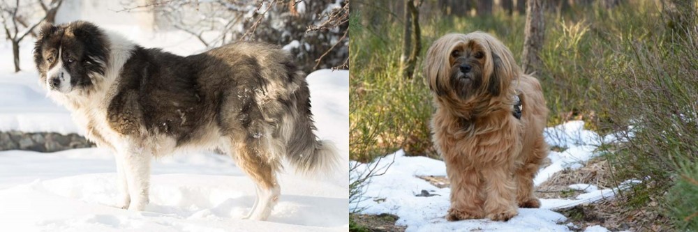 Tibetan Terrier vs Caucasian Shepherd - Breed Comparison