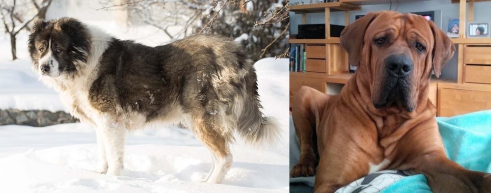 Tosa vs Caucasian Shepherd - Breed Comparison