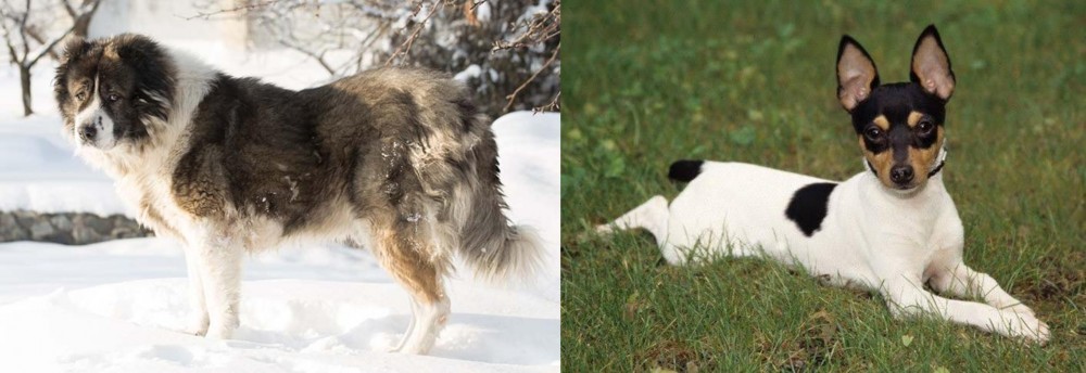 Toy Fox Terrier vs Caucasian Shepherd - Breed Comparison