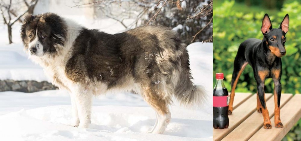 Toy Manchester Terrier vs Caucasian Shepherd - Breed Comparison
