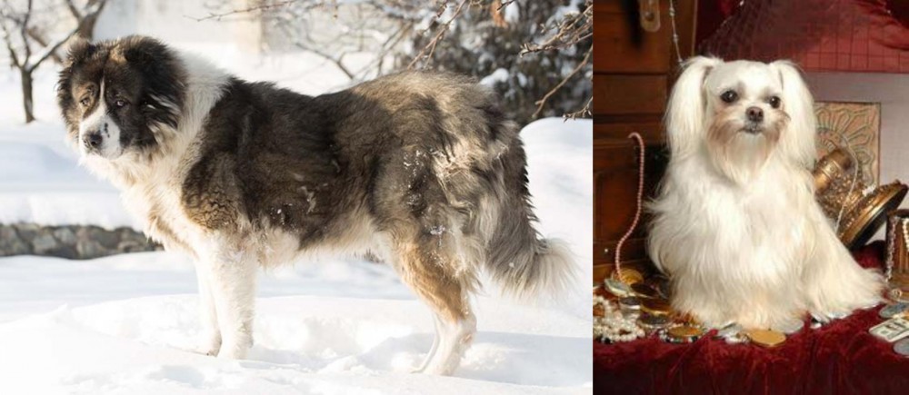 Toy Mi-Ki vs Caucasian Shepherd - Breed Comparison