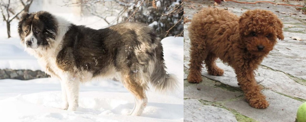 Toy Poodle vs Caucasian Shepherd - Breed Comparison