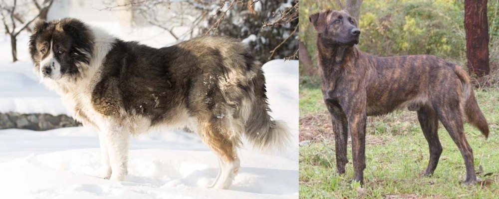 Treeing Tennessee Brindle vs Caucasian Shepherd - Breed Comparison