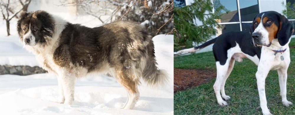 Treeing Walker Coonhound vs Caucasian Shepherd - Breed Comparison