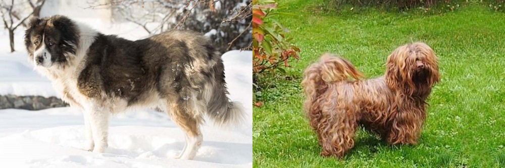 Tsvetnaya Bolonka vs Caucasian Shepherd - Breed Comparison