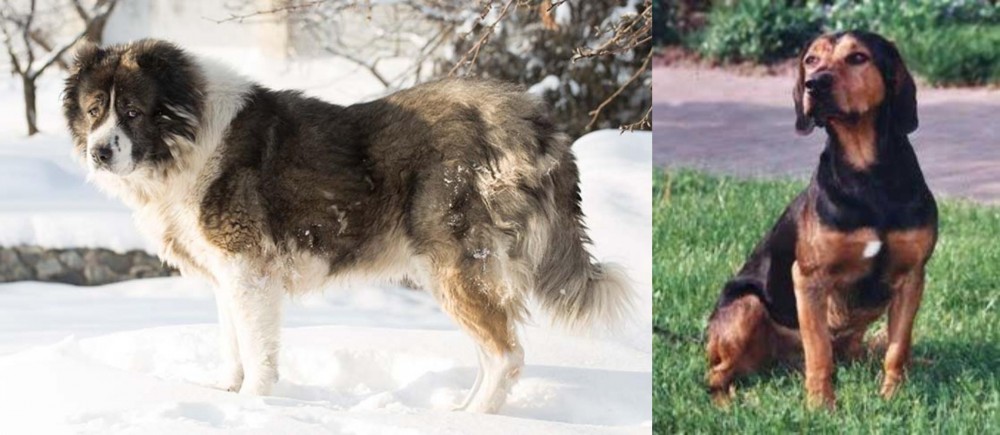 Tyrolean Hound vs Caucasian Shepherd - Breed Comparison
