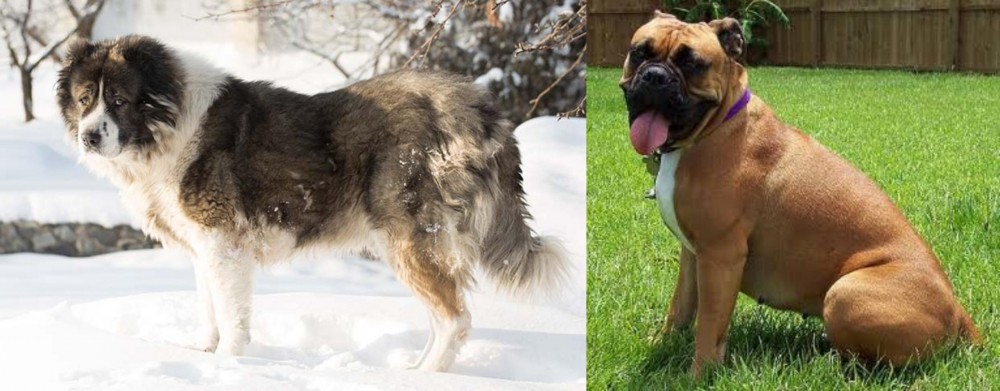 Valley Bulldog vs Caucasian Shepherd - Breed Comparison