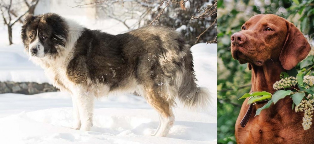 Vizsla vs Caucasian Shepherd - Breed Comparison